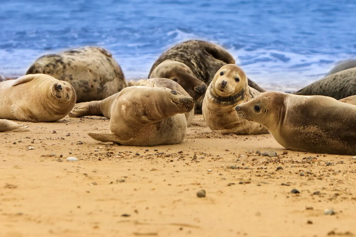 Where to See Seals in the UK: A Responsible Viewing Guide